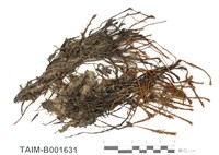 藏品(土馬騣)的圖片